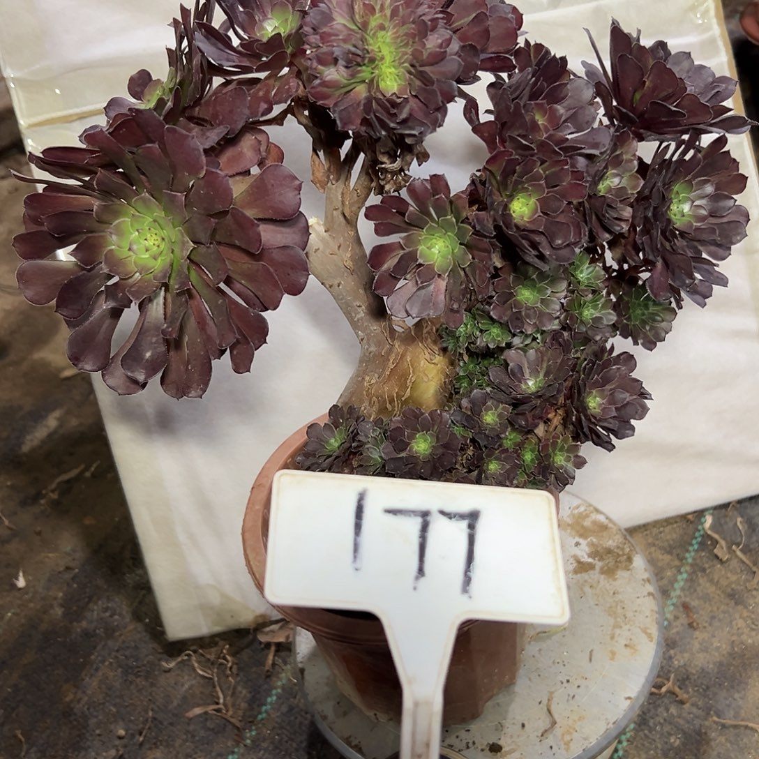 多肉植物铜壶一体化177