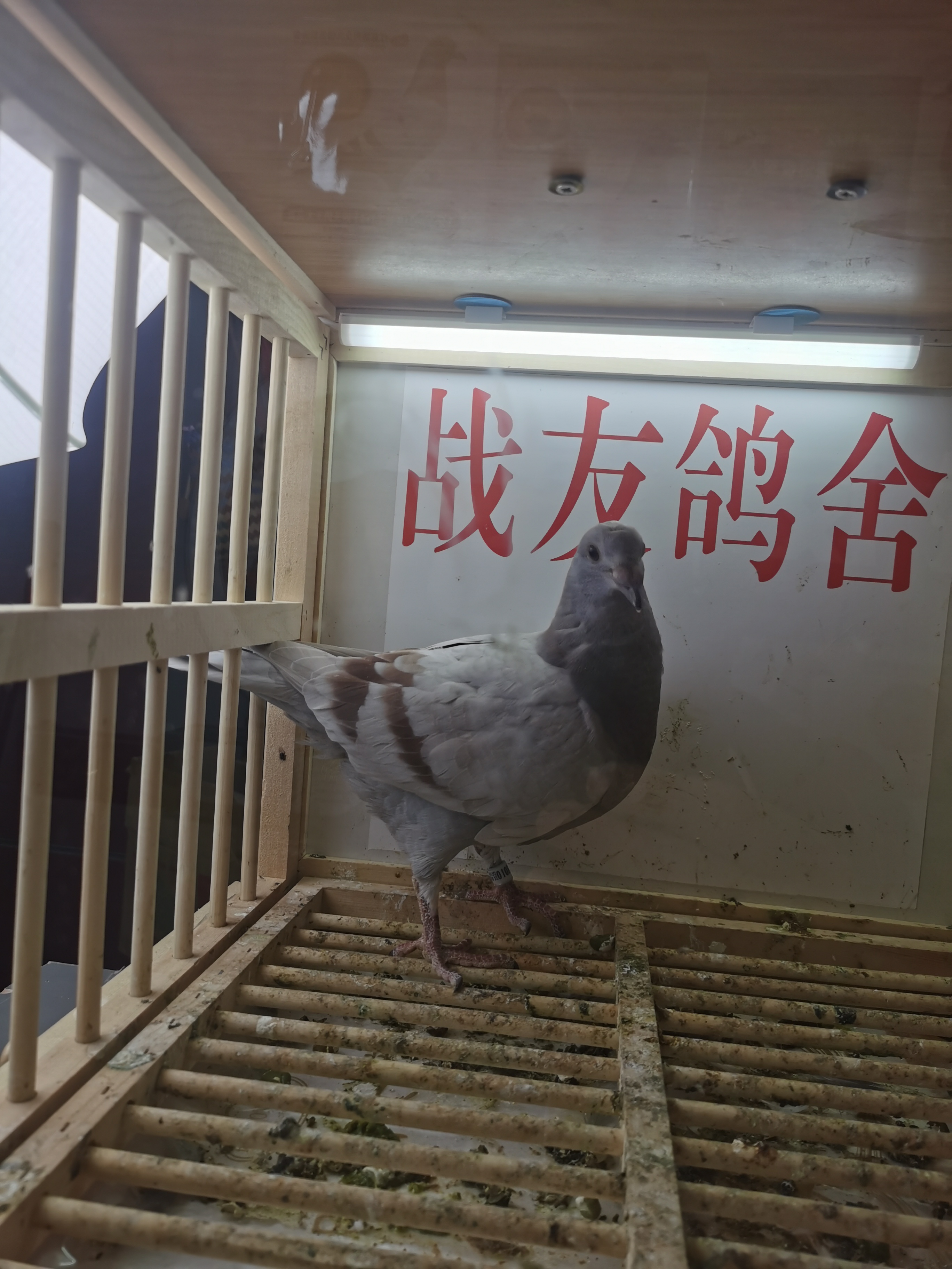 实战种鸽作育，血统纯正