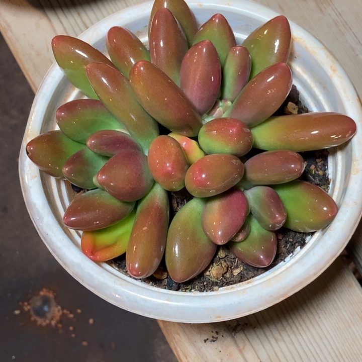 正版芒果奶多肉植物