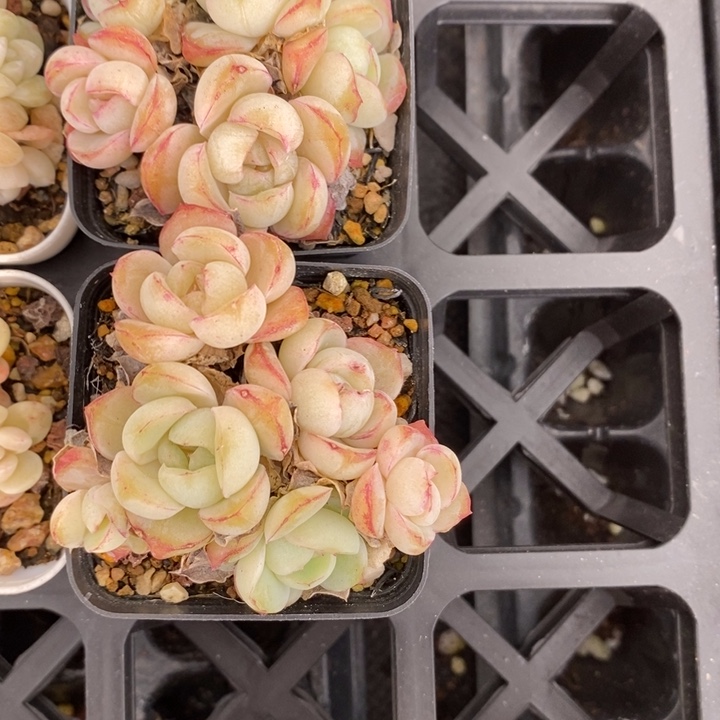 小北 胖虎2颗 12.30