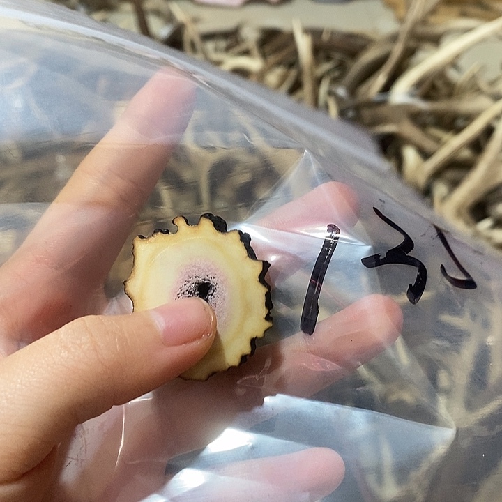 M***吴无非金属鹿角鹿角