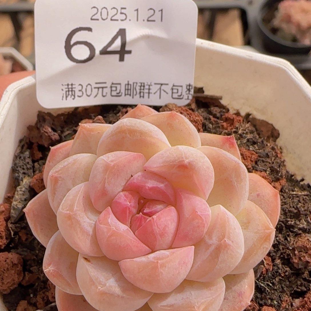 O泡单头一颗脱土发货