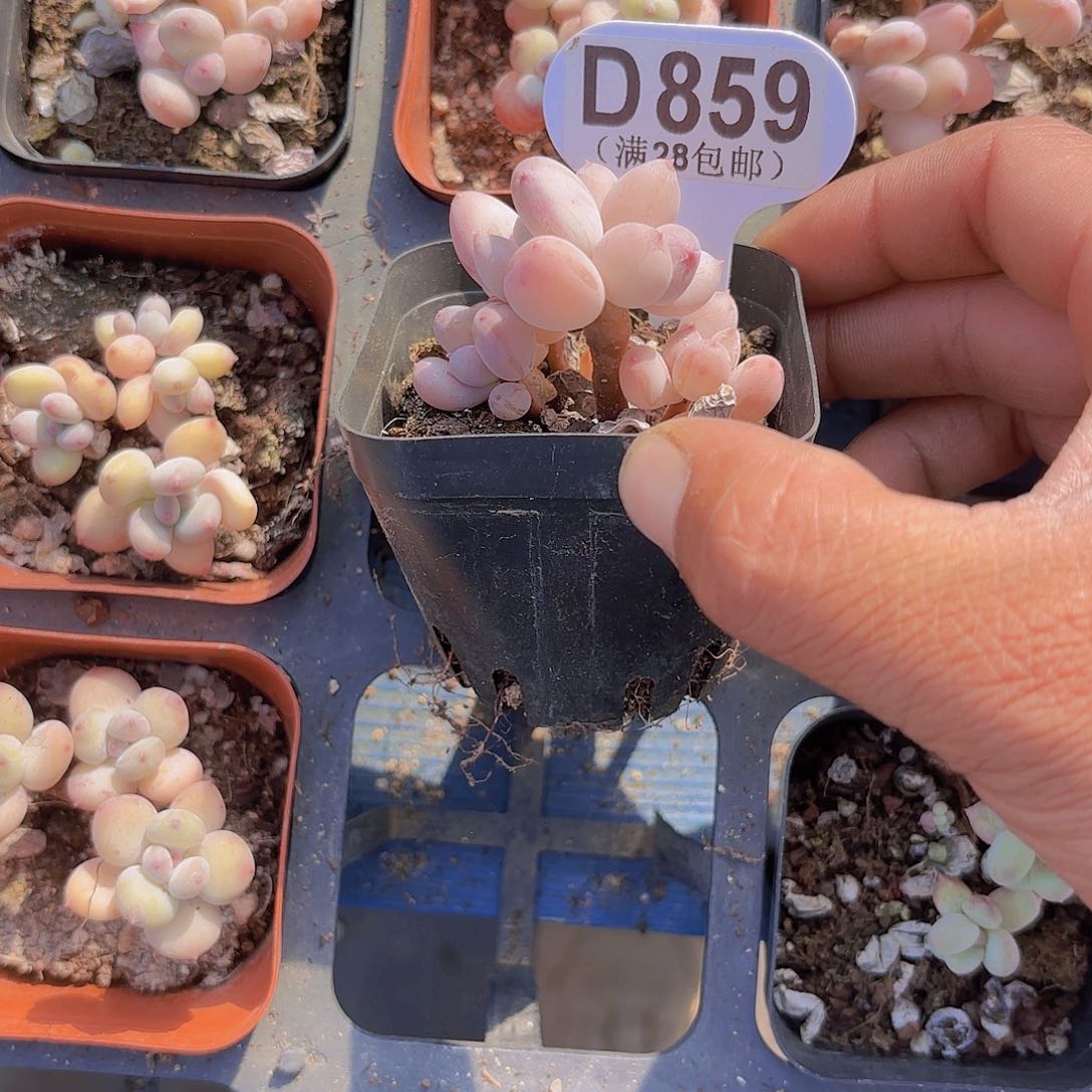 D859苹果奶一物一拍