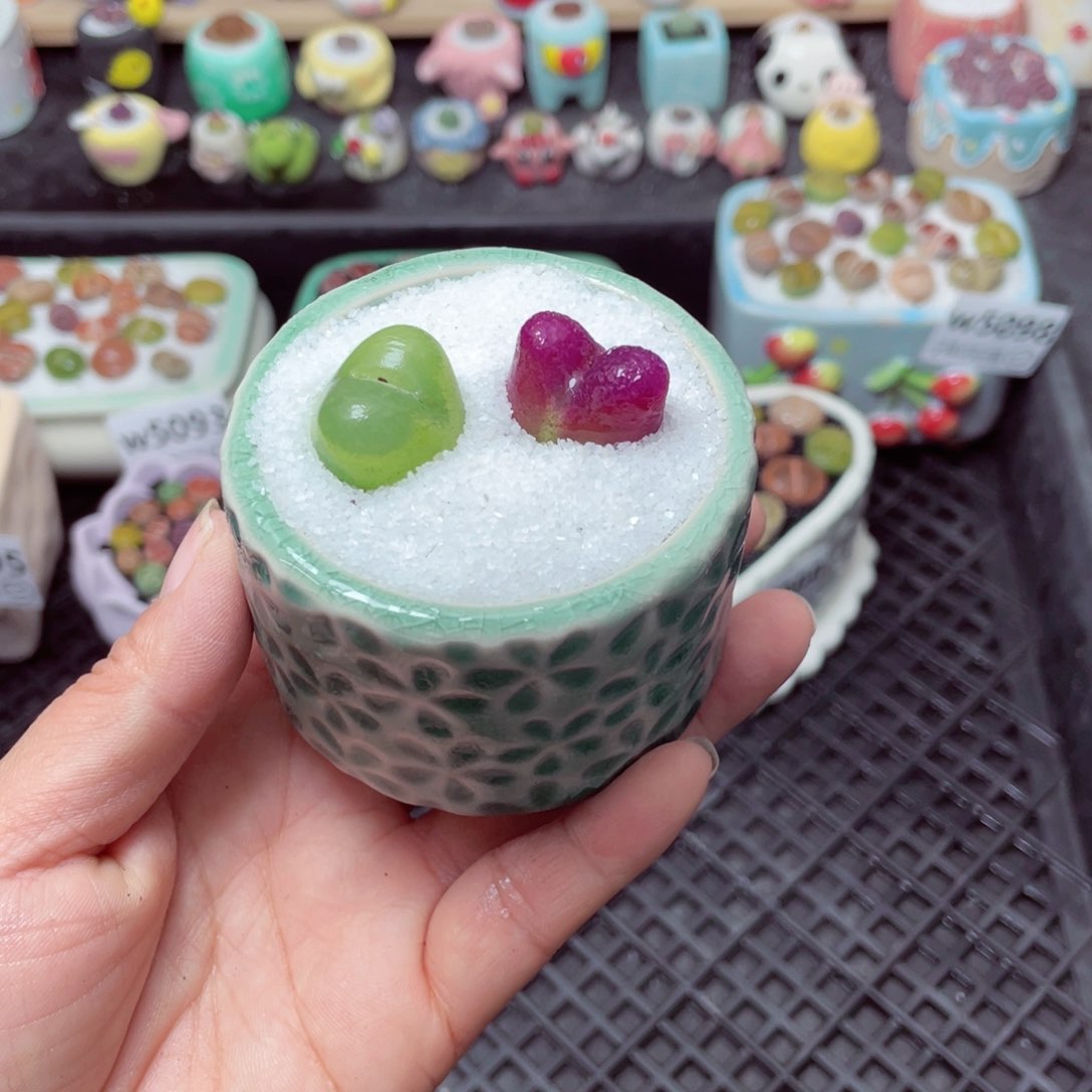 w5100 带盆土发货-零下地区拍保温箱