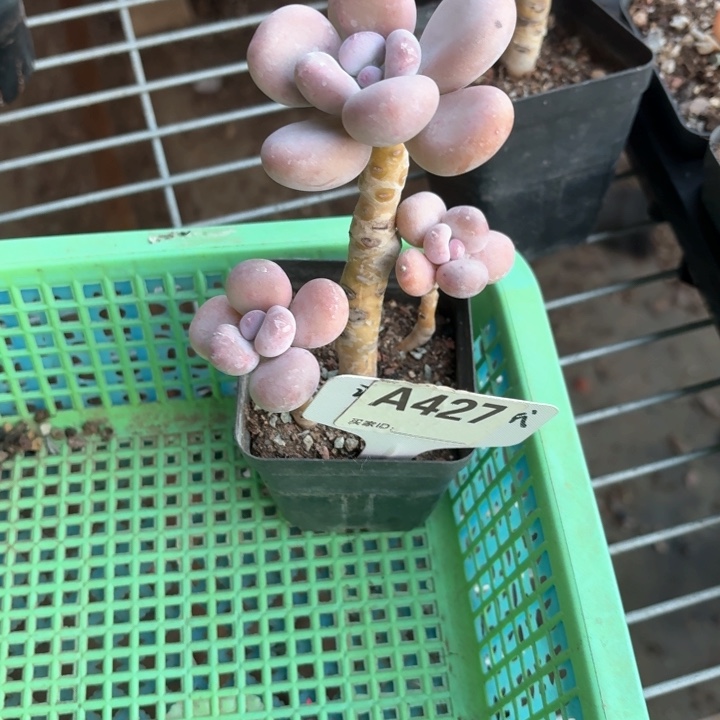 小**x j c z g g d c g h h 427