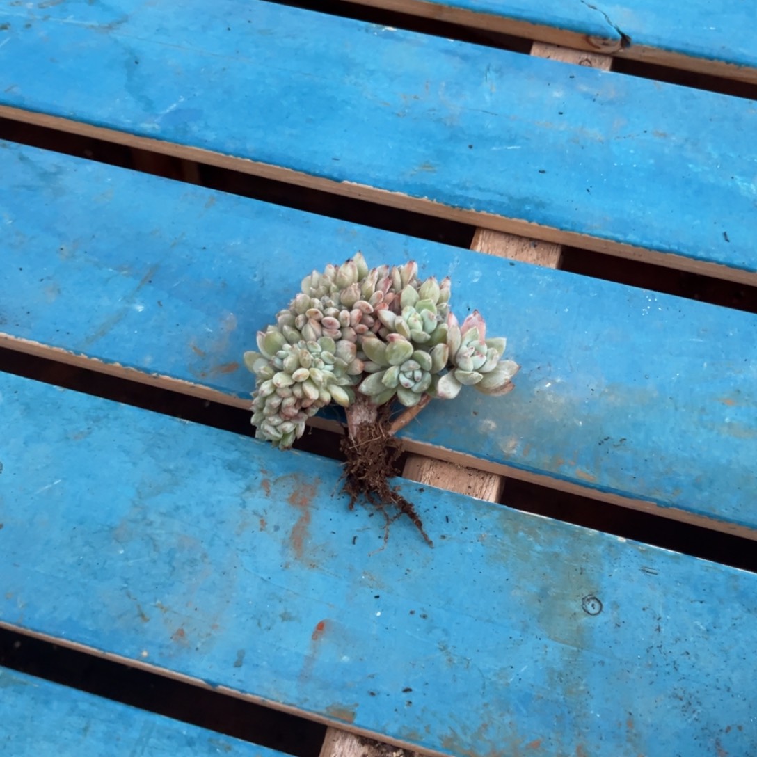 小****缀化呀呀呀呀呀呀呀呀