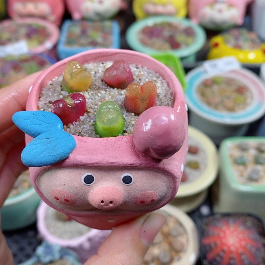 生石花花花花花花333号