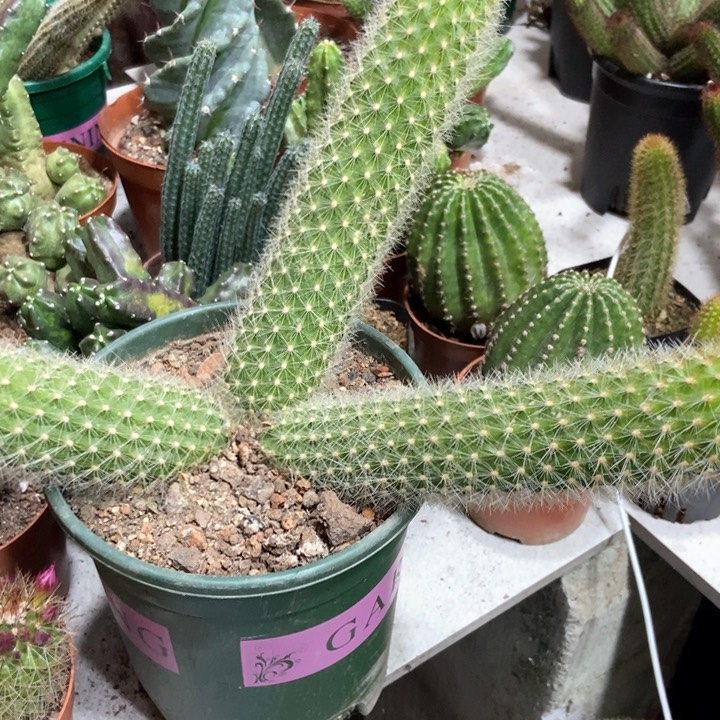 人****见仙人球九尾杂金妞三头一物一拍