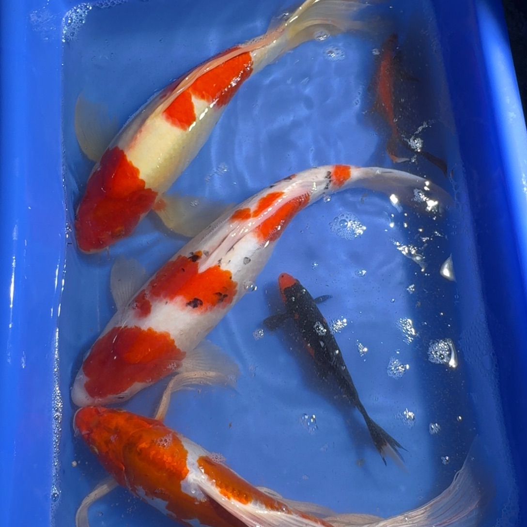 锦鲤鱼鱼鱼会鱼鱼