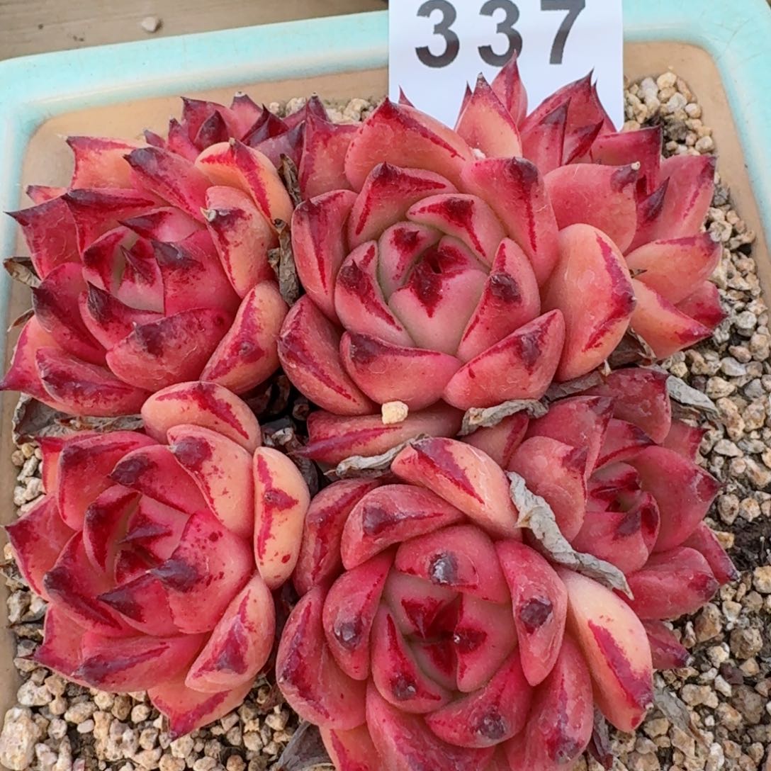 皮蛋群生整装         多肉植物
