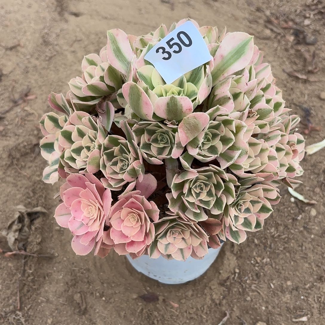 粉女巫断枝不包350