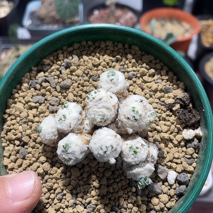 940刨花角厚墩菊，