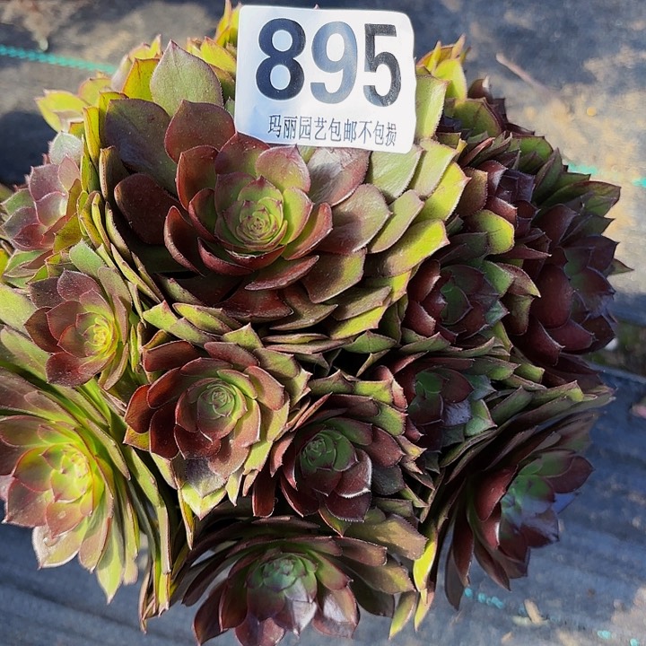 【闪购商品】895红魔2-13