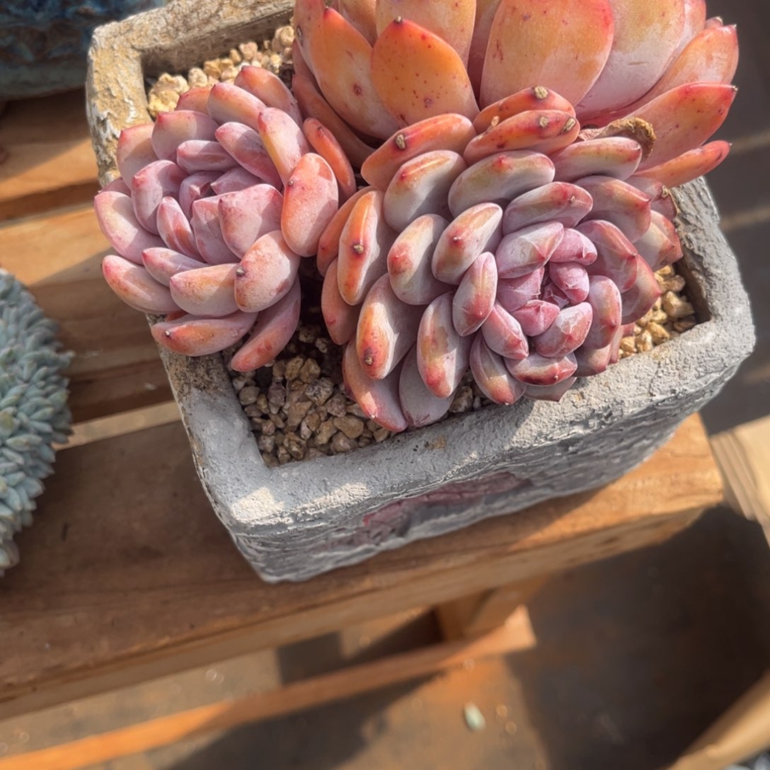 L****lyj的星颖群生一物一拍