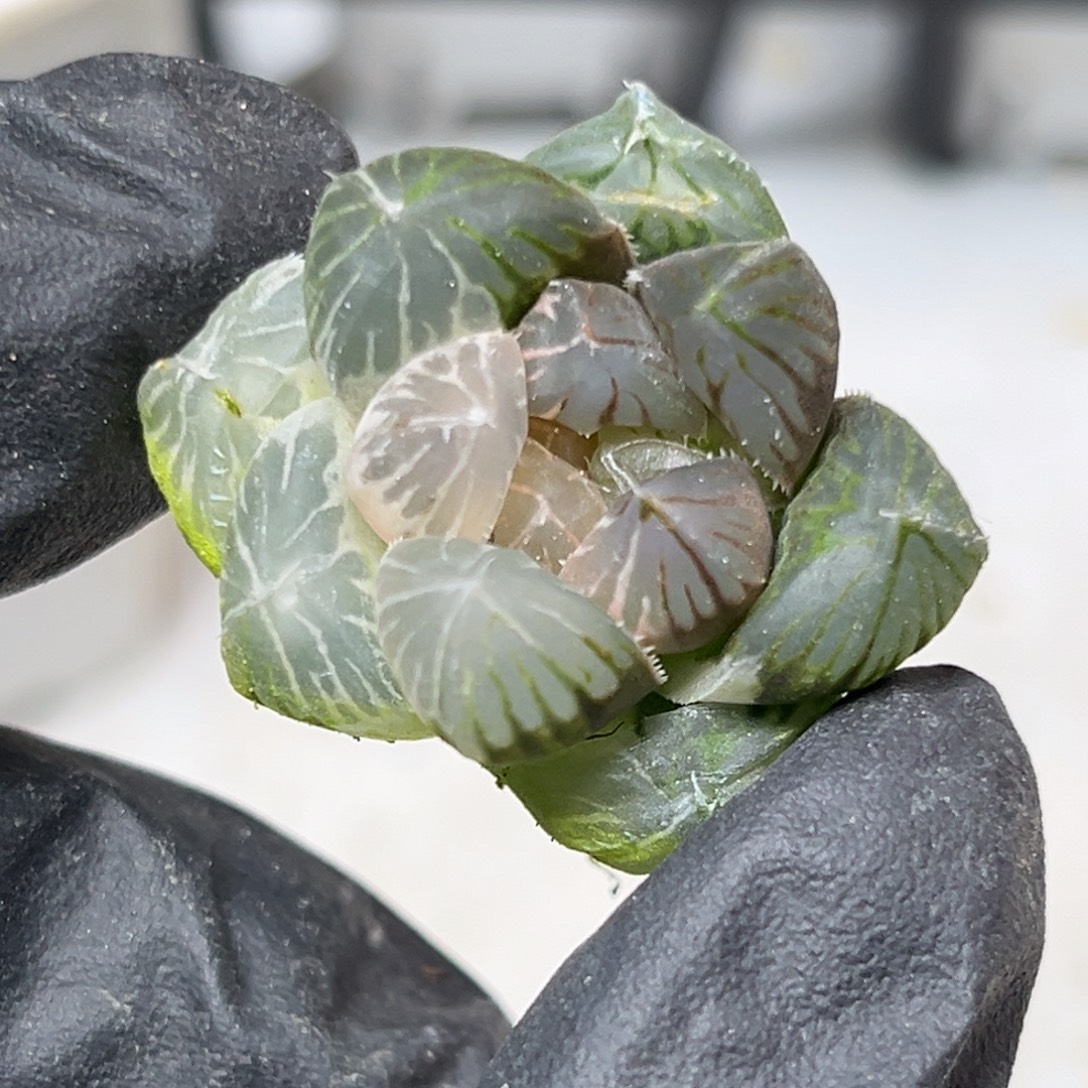 草***脚十二卷多肉植物1901龙爪