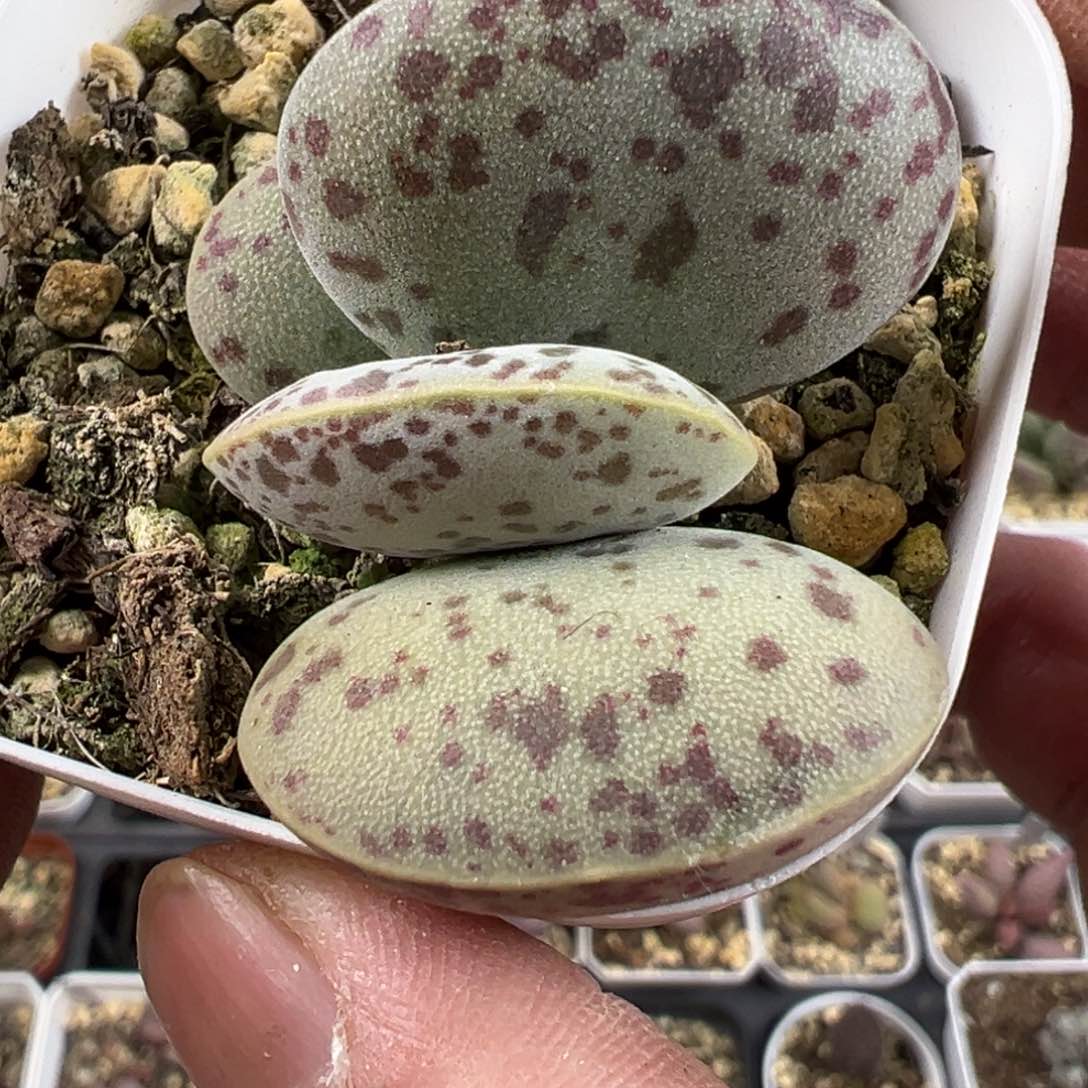 花蛋水泡多肉植物水泡