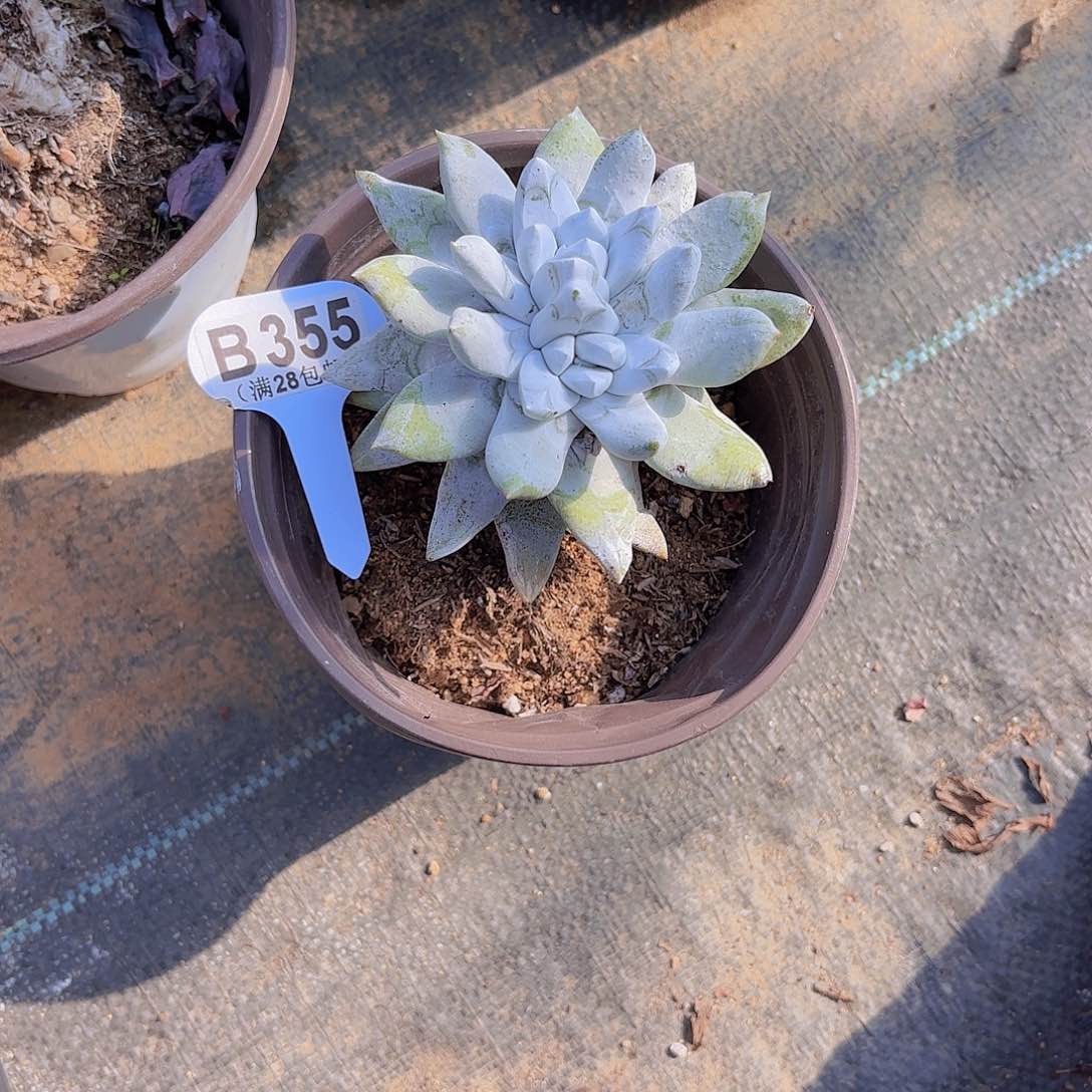 B355拇指一物一拍