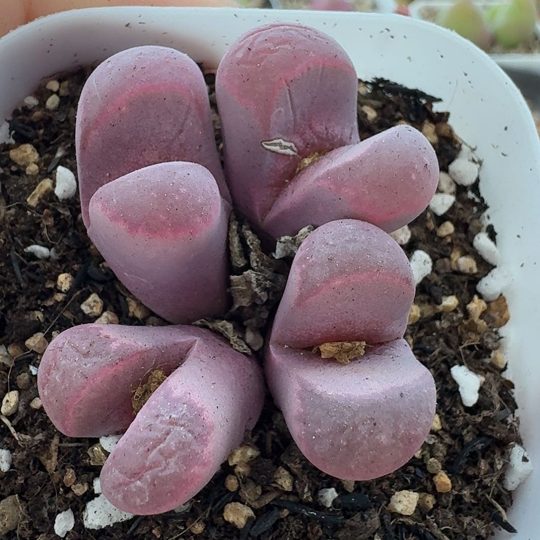 老马生石花红大内848