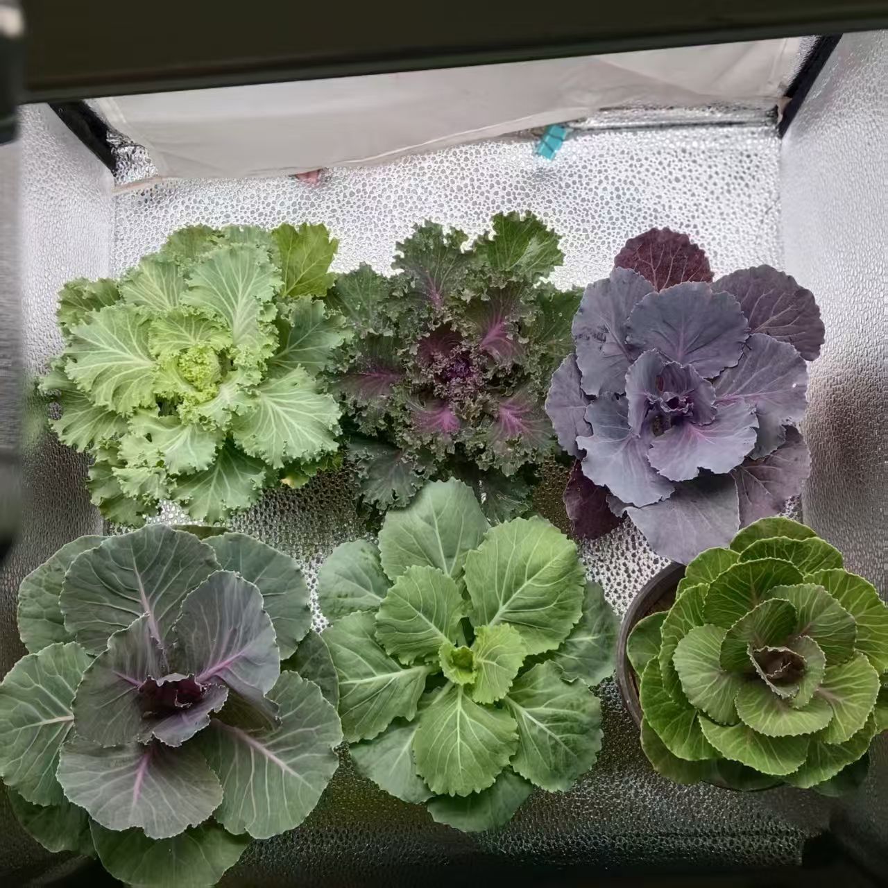 羽衣甘蓝小苗可地栽耐寒易养适合阳台庭院种植