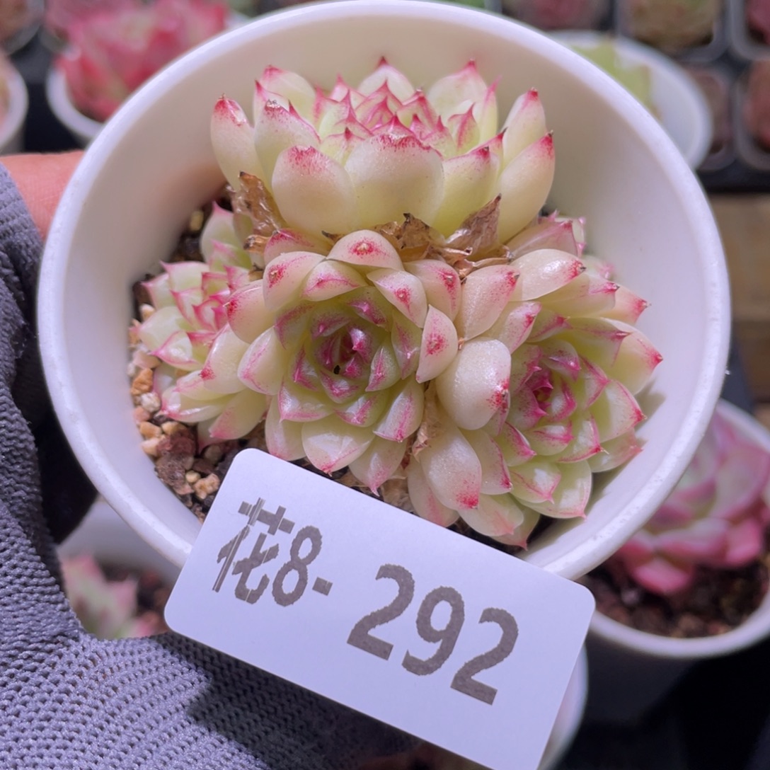 花利美8-292女王群