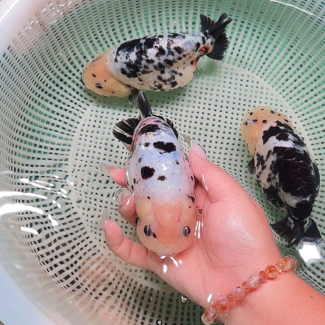 峰***吹金鱼顺丰运费自理