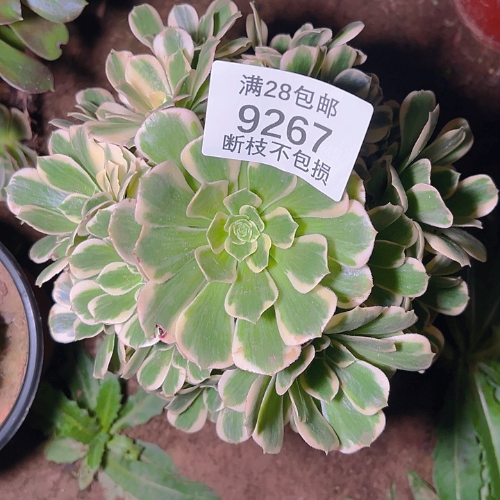 9267迈巴赫多肉植物