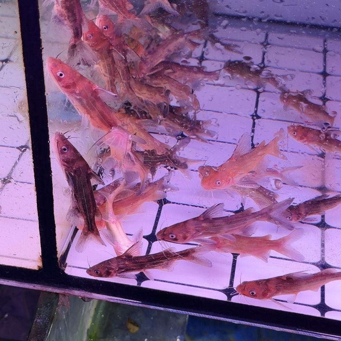 金鱼大嘴鲸10条(6条送4条备损)