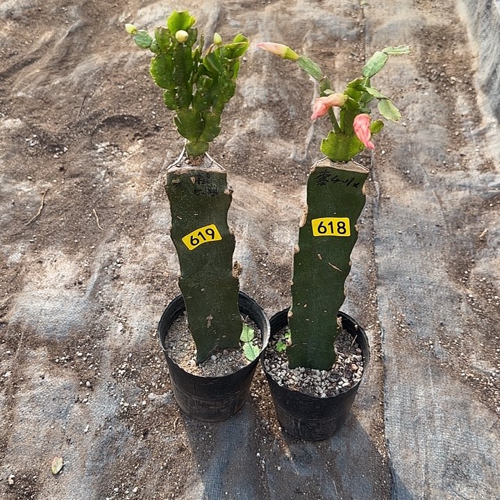 619+618嫁接蟹爪兰：海滨+索菲亚