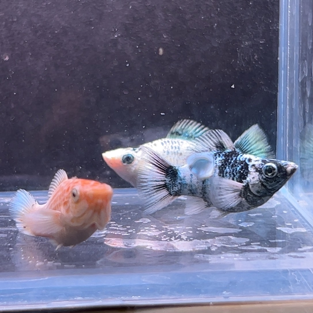 孔雀鱼玛丽崽子两条备损一条