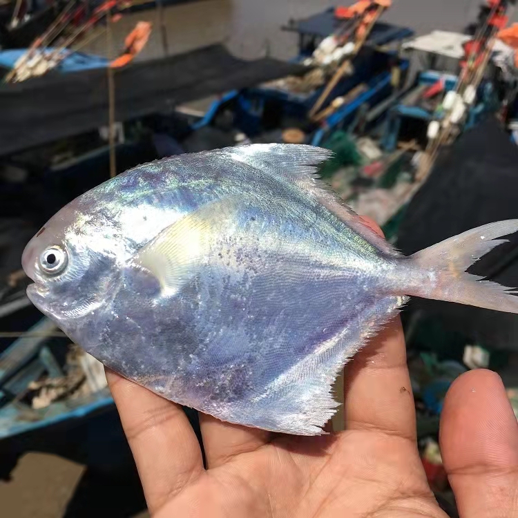 【4斤白鲳鱼】台州本港联网白鲳银鲳野生海捕1斤3条顺丰包邮