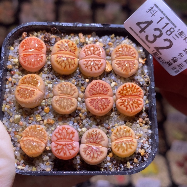 精品生石花118.432