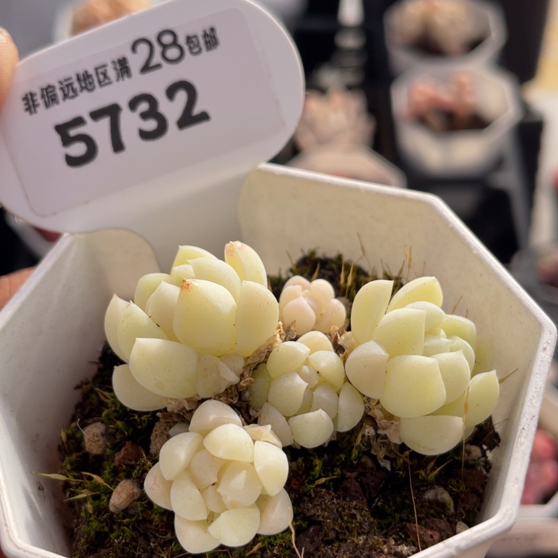 白月光5732-5.0厘米