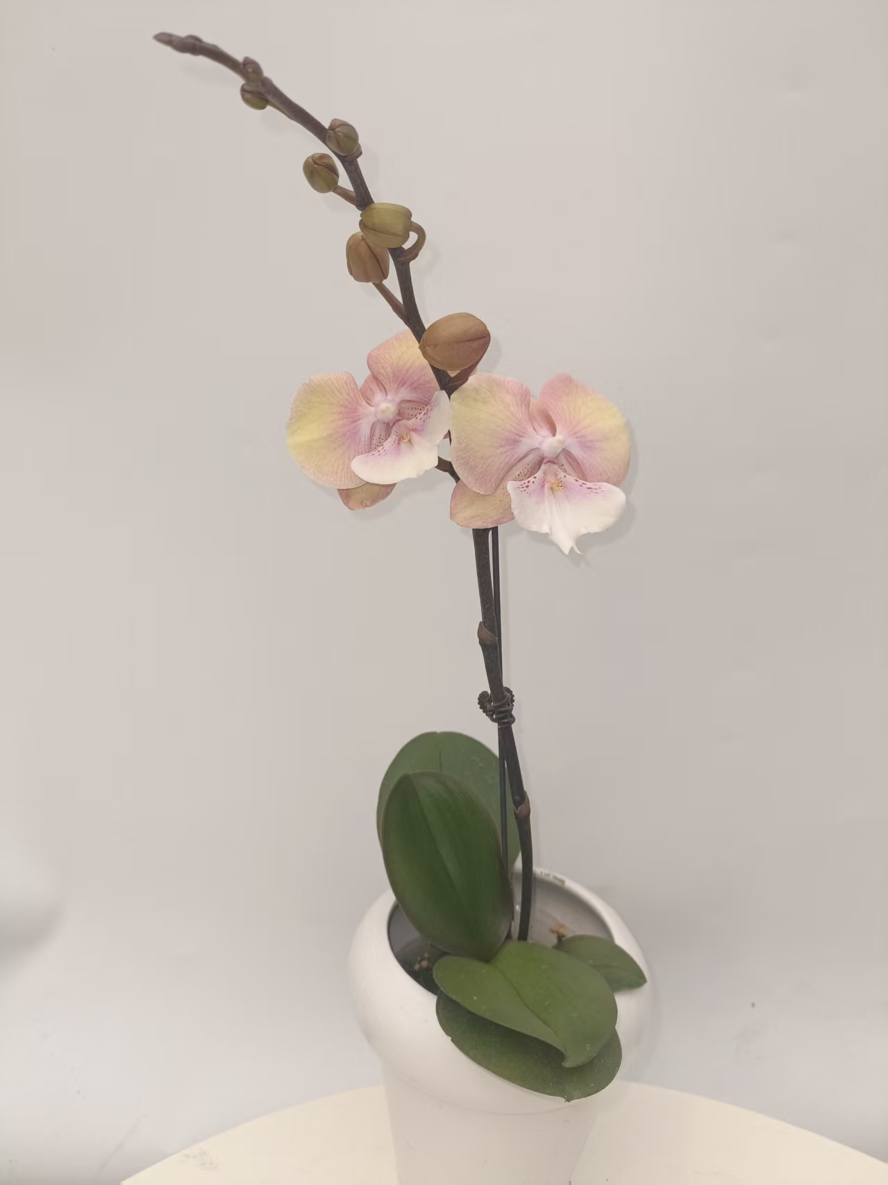 欢然花田培植蝴蝶兰（彩虹独角兽）单梗，带花带花苞无售后