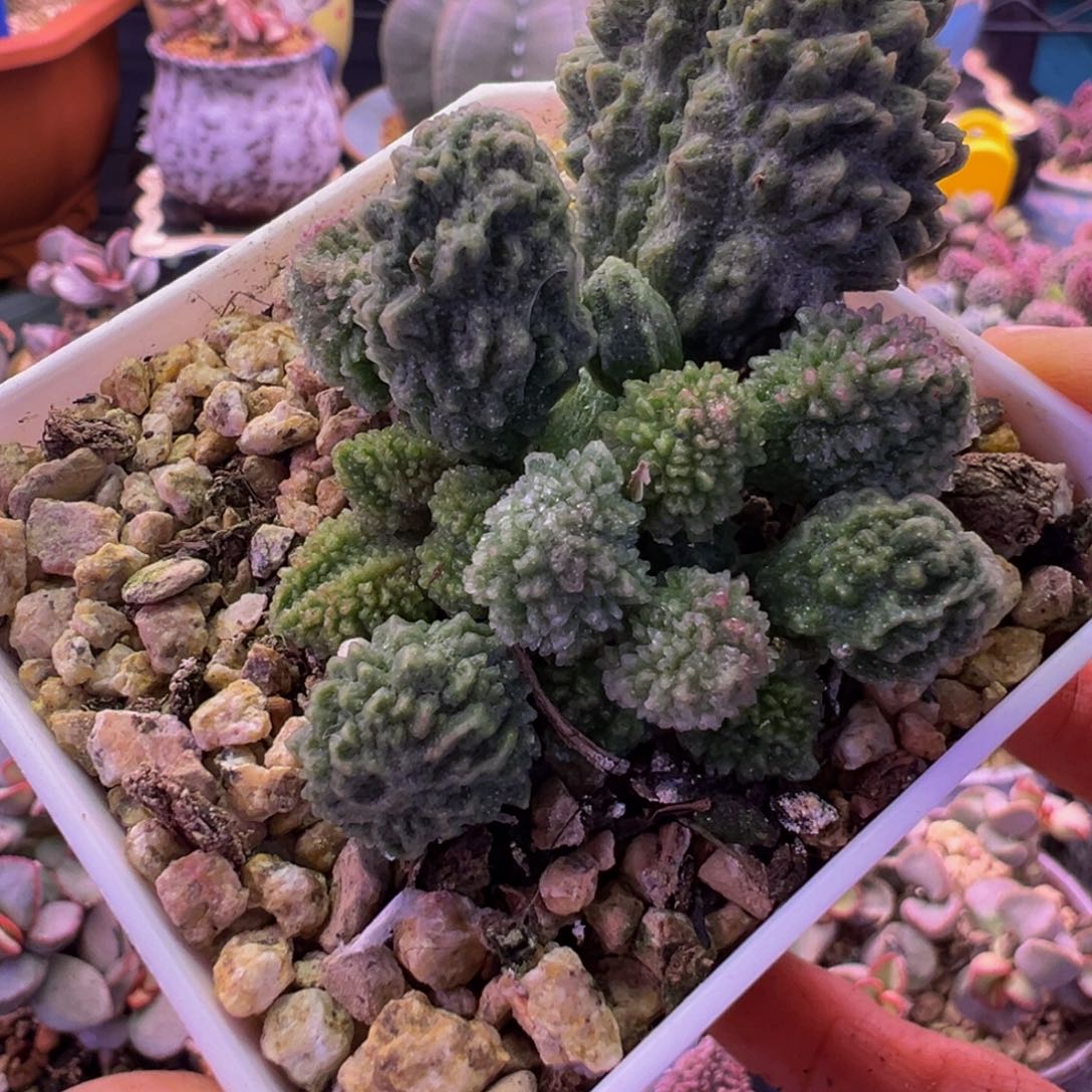 换***情我的小可爱小可爱们要快乐