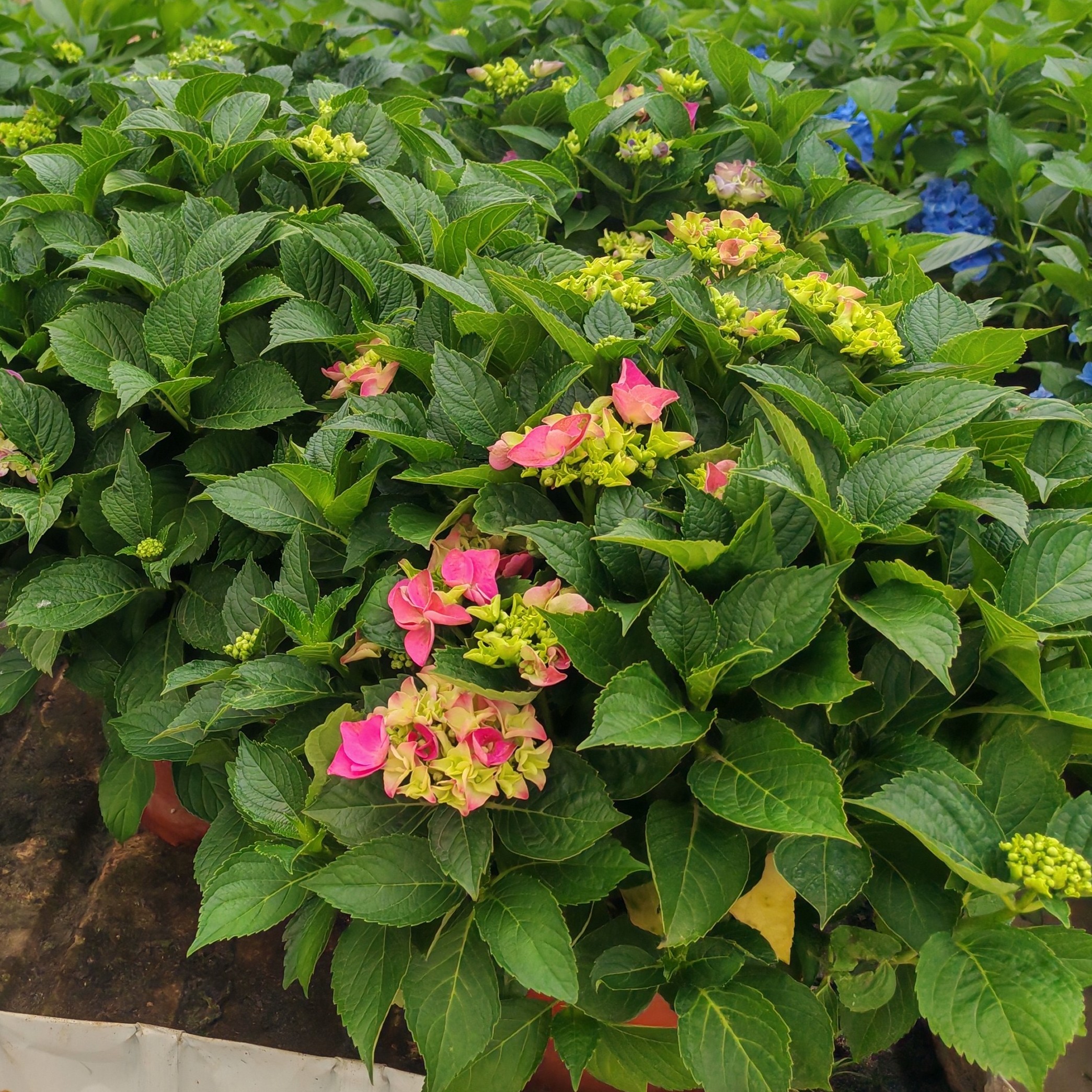 绣球220盆（精品一物一拍） 庭院阳台种植基地直发