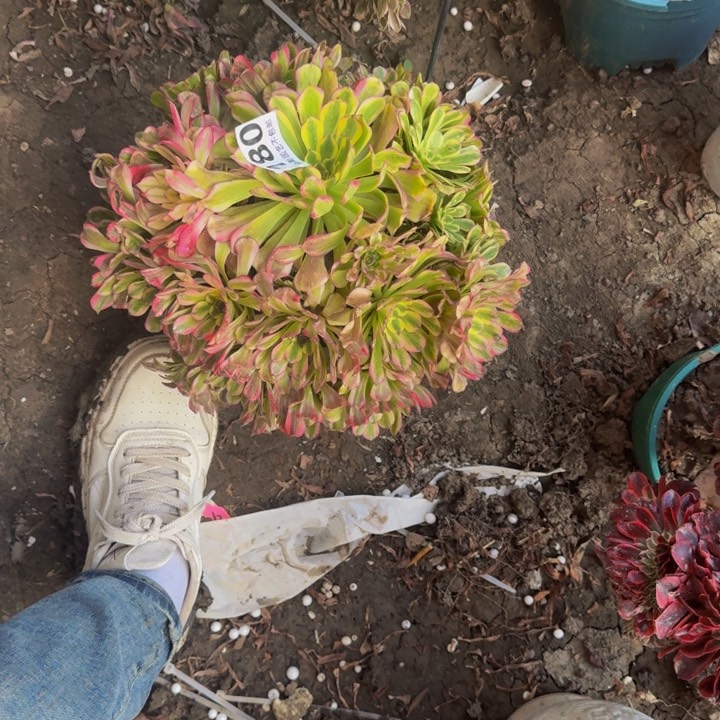 白月光花27-4包邮花花