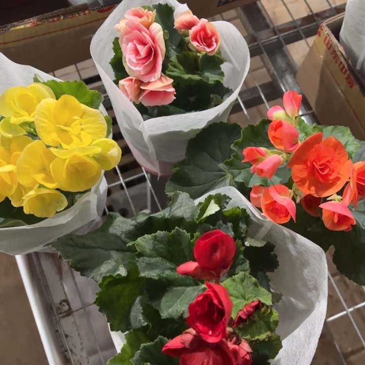 全部花苞丽格海棠4盆4色