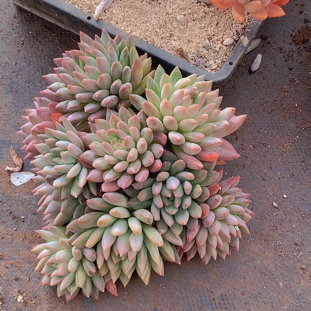 出***来多肉植物植物植物