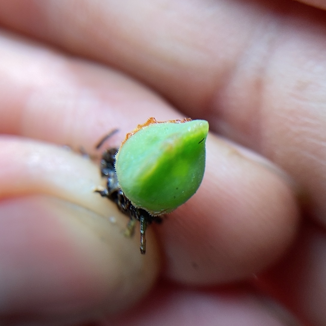 793大眼睛一颗二蜕苗子包邮