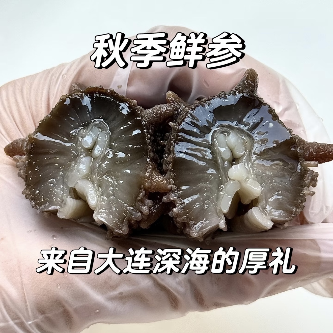 【正宗辽参】10-15头 大连辽参现场挑选 | 顺丰特快