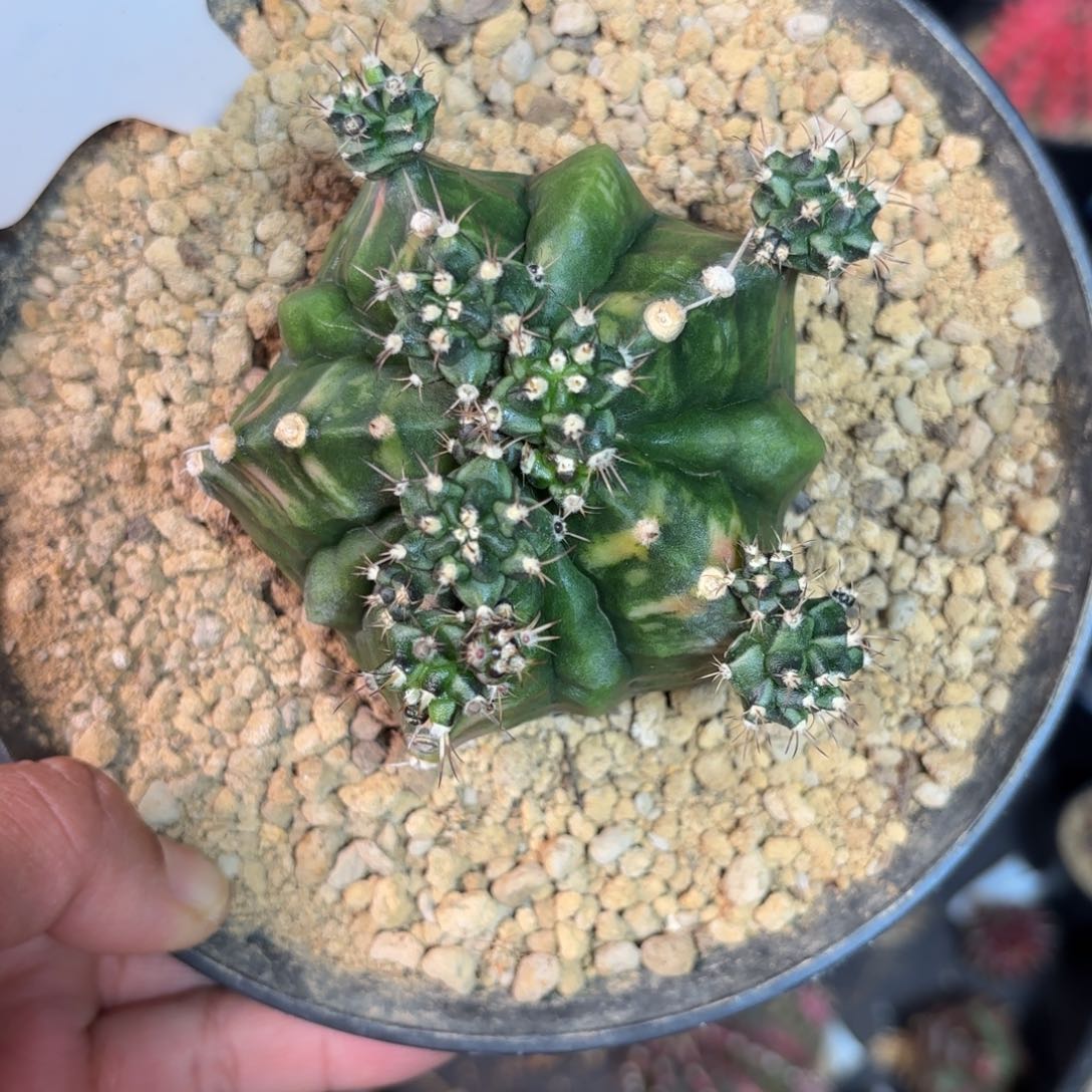 泰系复棱女哈母本仙人球50