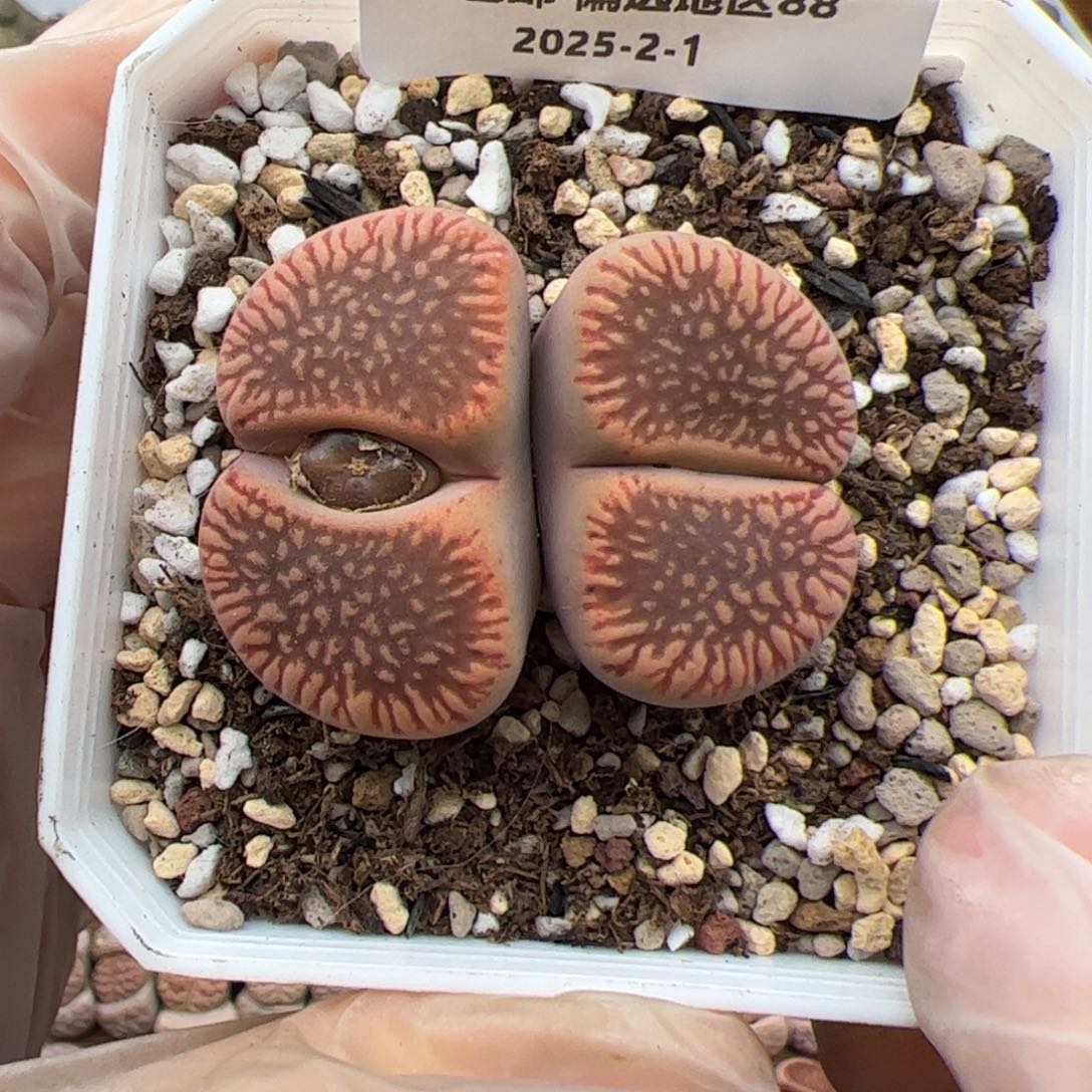 0969号 光阳多肉植物