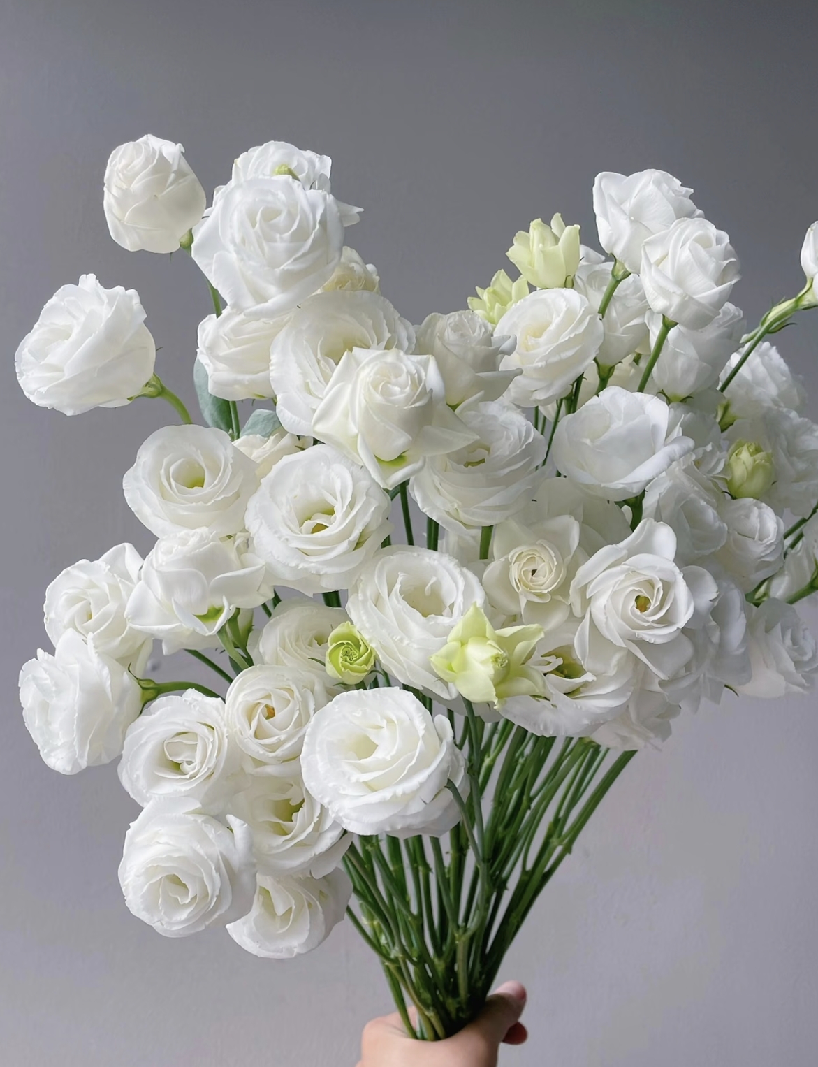 【白色洋桔梗】无刺玫瑰（云南基地现采现发）