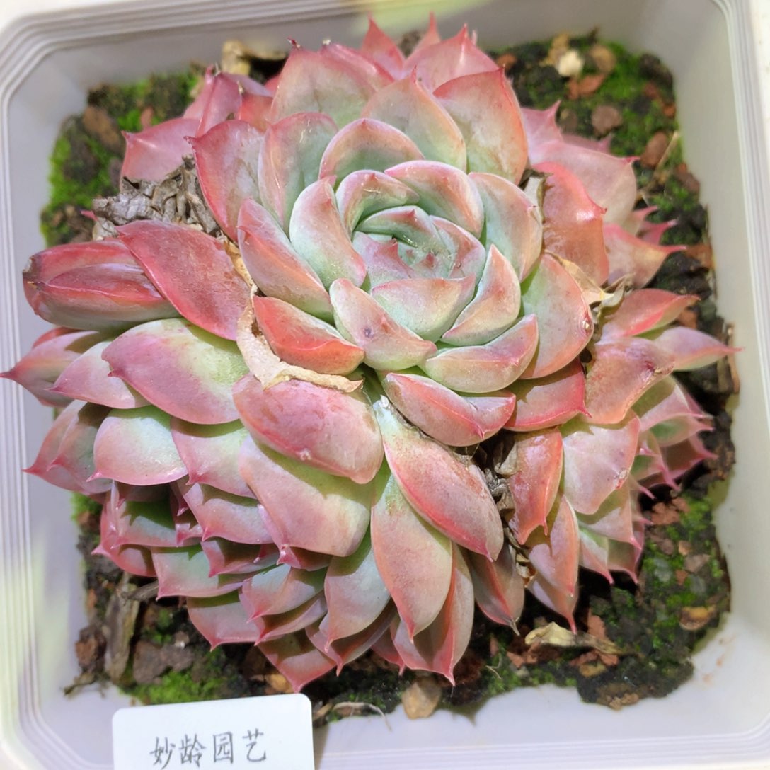 6314杂交多肉植物基地