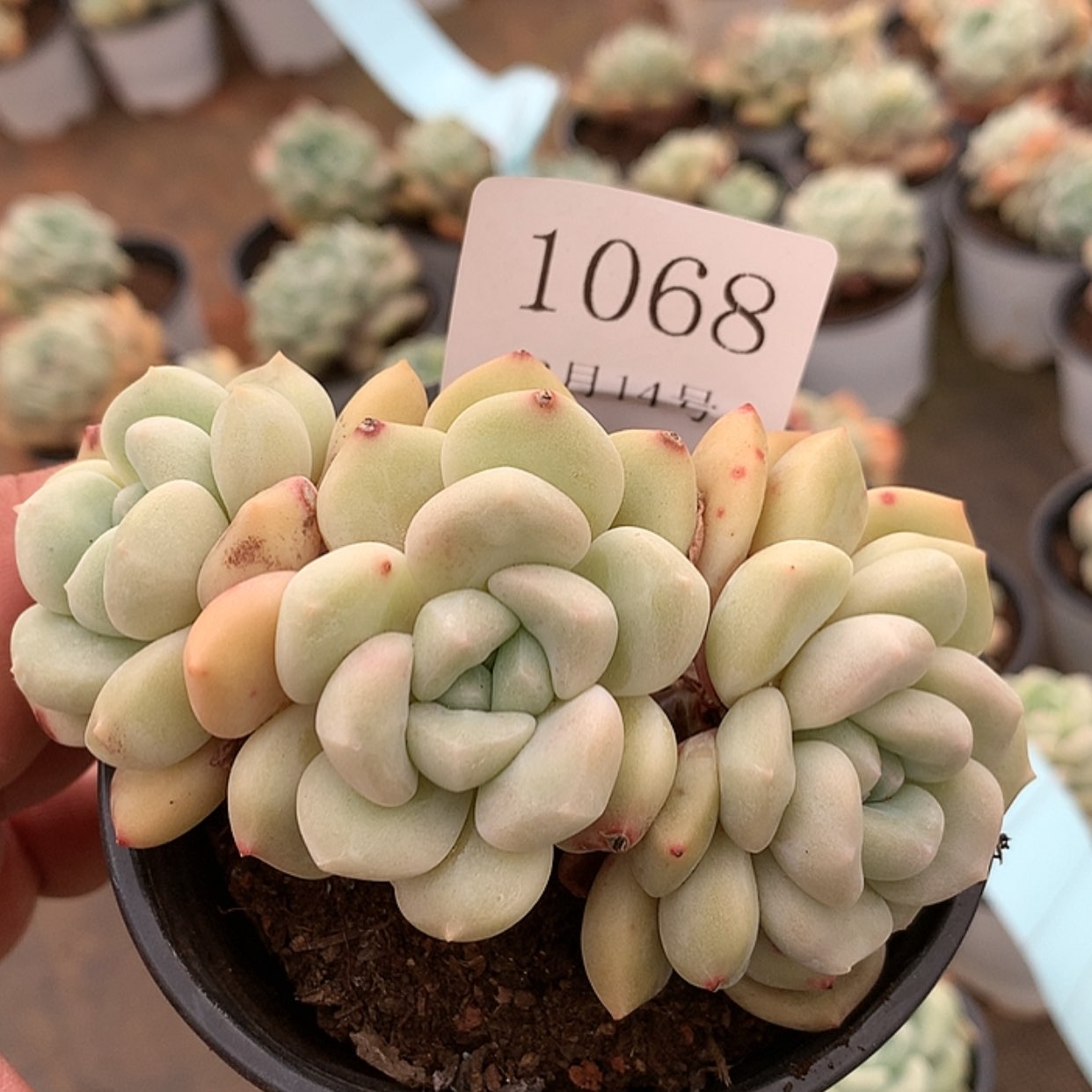 【闪购商品】云1068