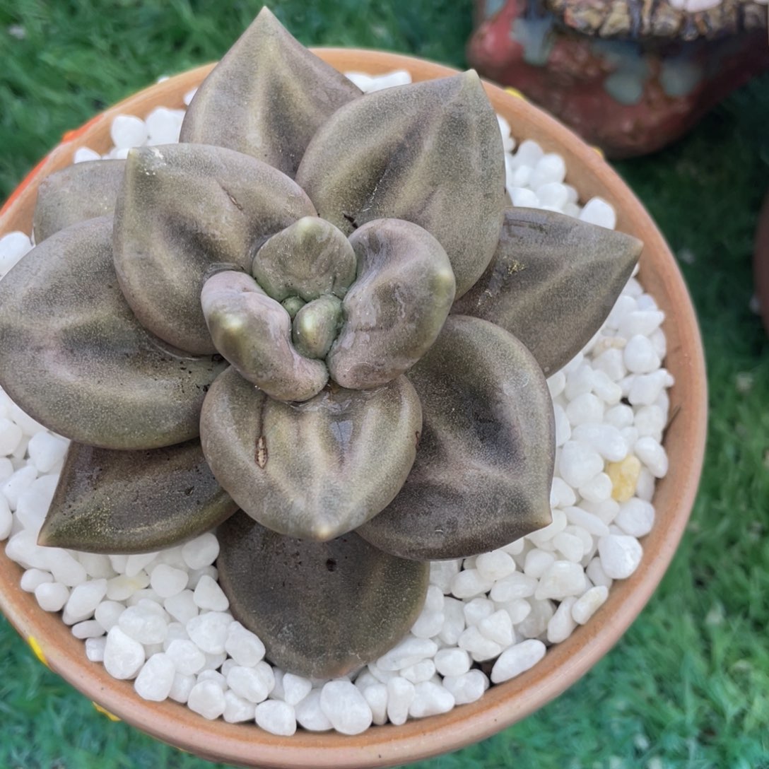 饮***水多肉植物盆栽多肉