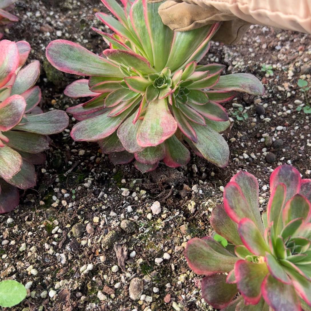 20包邮204黑魔锦捧花一颗5