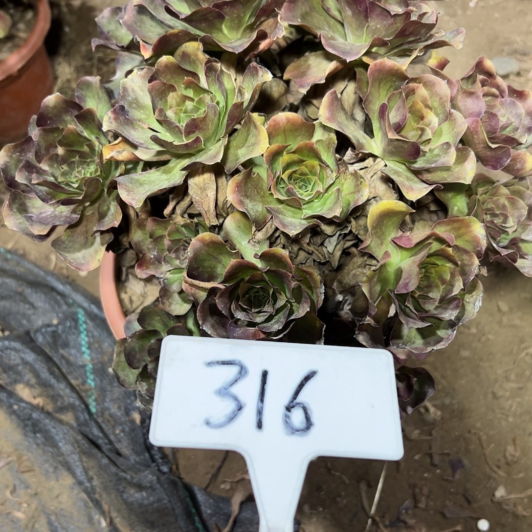 多肉植物梅金法师316