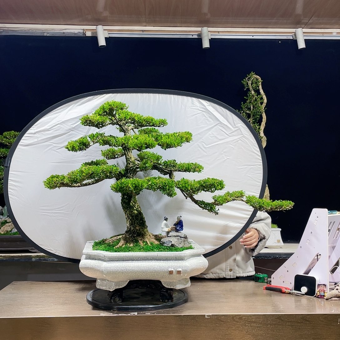 完全开放黄杨盆景四季常青