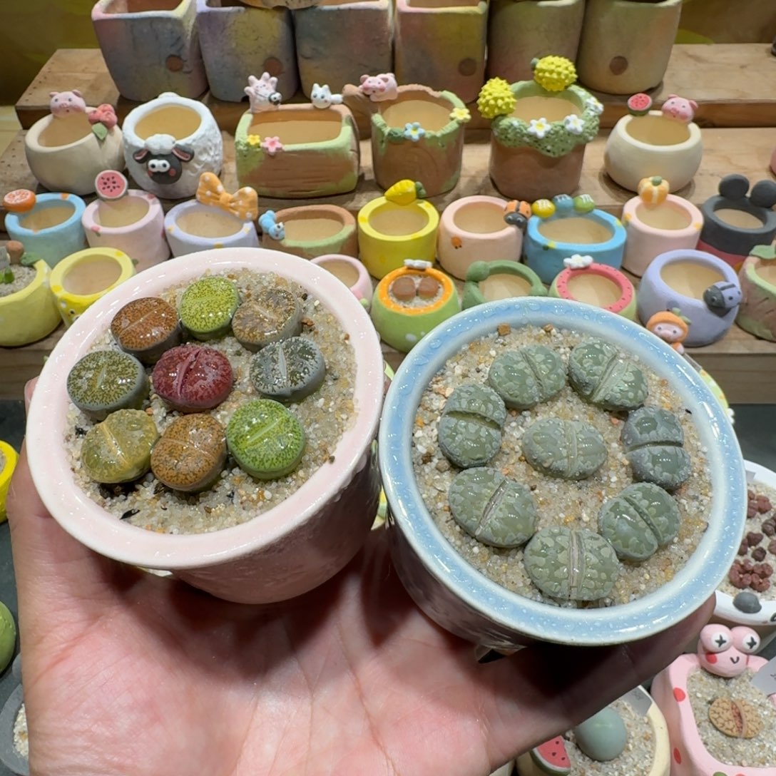 蘑菇1204彩拼多肉植物